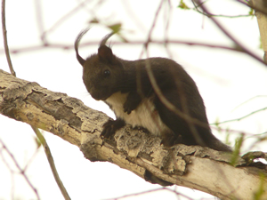 Eichhörnchen